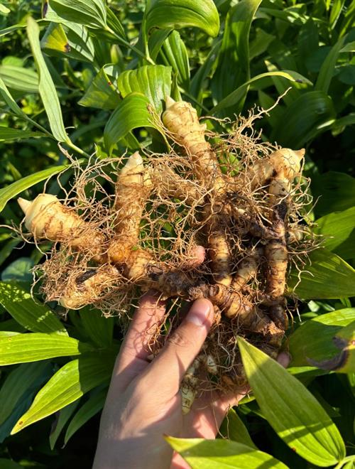 一村一品・麻塘山乡