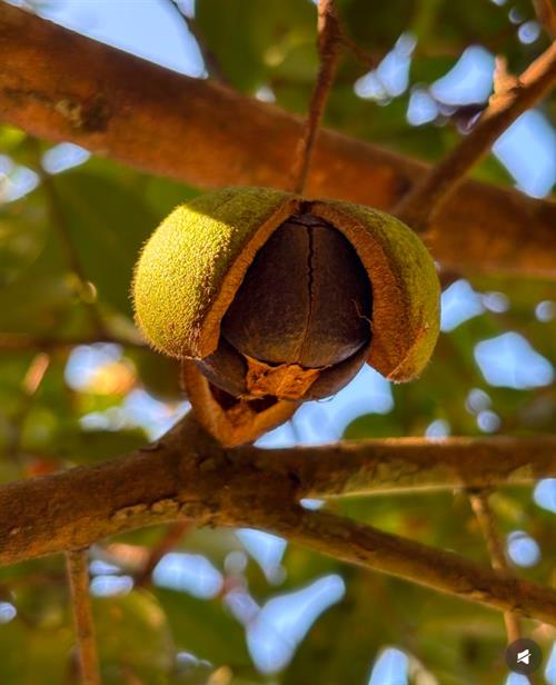 一村一品・鸭田镇