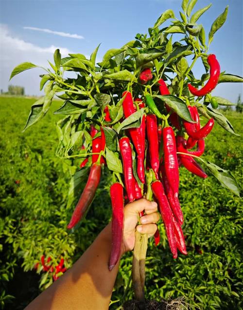 一村一品・花门街道