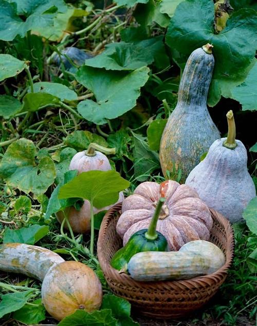 一村一品・滩头镇