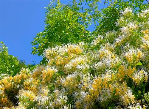 农产图鉴｜小沙江镇 & 麻塘山乡 & 虎形山瑶族乡