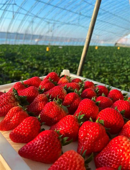 农产图鉴｜桃花坪街道 & 花门街道 & 三阁司镇