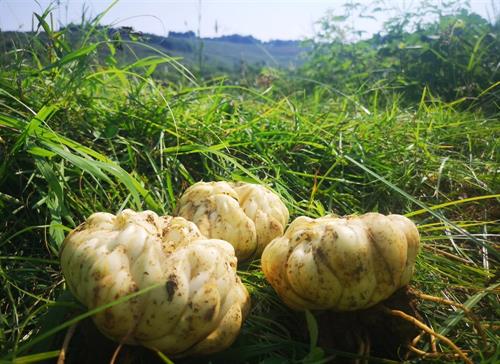 农产图鉴｜周旺镇 & 滩头镇 & 横板桥镇