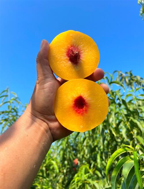 农产图鉴｜南岳庙镇 & 荷香桥镇 & 西洋江镇 & 岩口镇