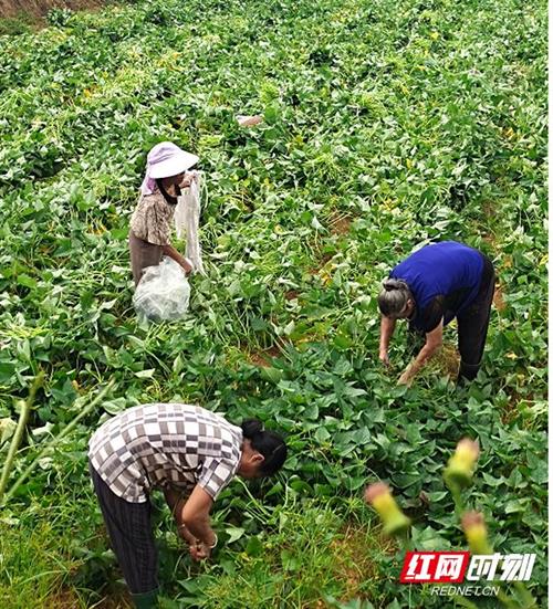 隆回县三阁司镇：红薯田间剪藤忙 种出致富新“薯”光