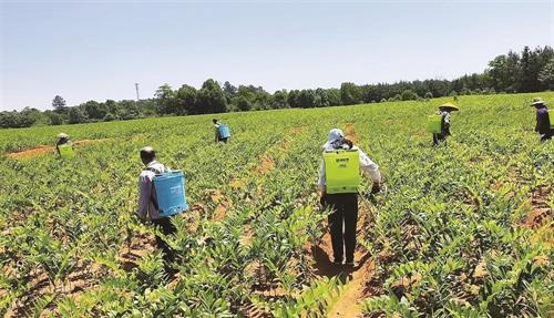 邵阳日报 | 邵阳市实现农业担保规模13.38亿元，居全省首位，2227户农业经营主体从中受益