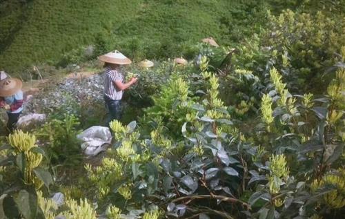 湖南农担“一县一特”金融产品助力县域经济振兴